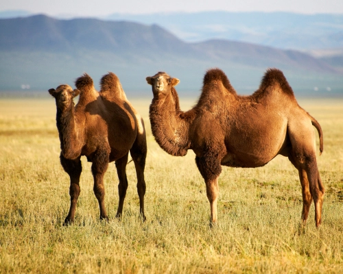 Velbloudi dvouhrbí v otevřené stepní krajině