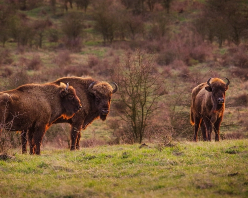 Zubři ve volné krajině v pastevní rezervaci