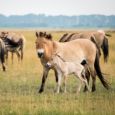 kůň Převalského v přirozeném stepním prostředí