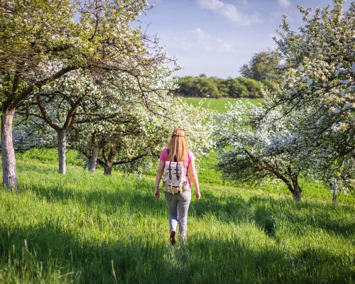Člověk na procházce kvetoucím sadem v krajině