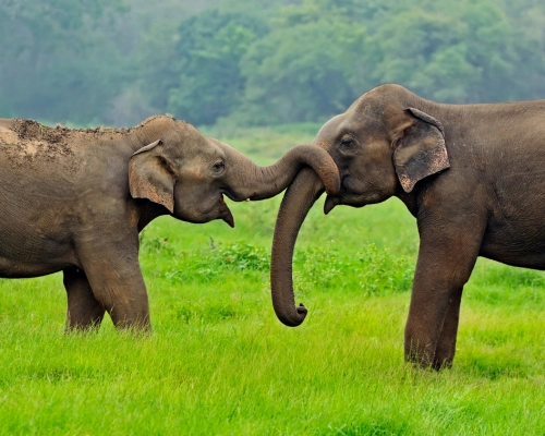Sloni v přirozeném prostředí při vzájemném kontaktu