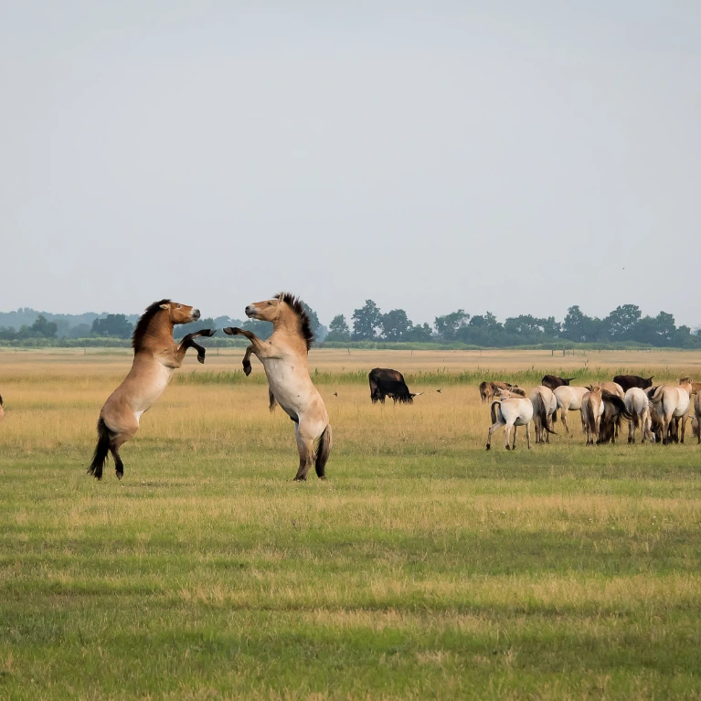Divocí koně volně se pohybující v krajině Divoké Milady