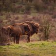 zubr evropský v přírodním prostředí